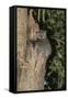 White-Footed Sportive Lemur (Lepilemur Leucopus)-G &-Framed Stretched Canvas