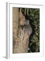 White-Footed Sportive Lemur (Lepilemur Leucopus)-G &-Framed Photographic Print