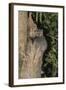 White-Footed Sportive Lemur (Lepilemur Leucopus)-G &-Framed Photographic Print