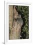 White-Footed Sportive Lemur (Lepilemur Leucopus)-G &-Framed Photographic Print