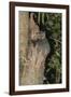 White-Footed Sportive Lemur (Lepilemur Leucopus)-G &-Framed Photographic Print