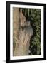 White-Footed Sportive Lemur (Lepilemur Leucopus)-G &-Framed Photographic Print