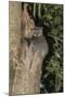White-Footed Sportive Lemur (Lepilemur Leucopus)-G &-Mounted Photographic Print