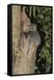 White-Footed Sportive Lemur (Lepilemur Leucopus)-G &-Framed Stretched Canvas