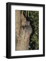 White-Footed Sportive Lemur (Lepilemur Leucopus)-G &-Framed Photographic Print