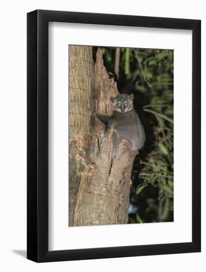 White-Footed Sportive Lemur (Lepilemur Leucopus)-G &-Framed Photographic Print