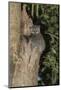 White-Footed Sportive Lemur (Lepilemur Leucopus)-G &-Mounted Photographic Print