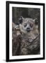 White-footed sportive lemur, Madagascar-Art Wolfe-Framed Photographic Print