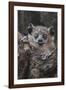 White-footed sportive lemur, Madagascar-Art Wolfe-Framed Photographic Print