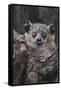 White-footed sportive lemur, Madagascar-Art Wolfe-Framed Stretched Canvas