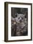White-footed sportive lemur, Madagascar-Art Wolfe-Framed Photographic Print