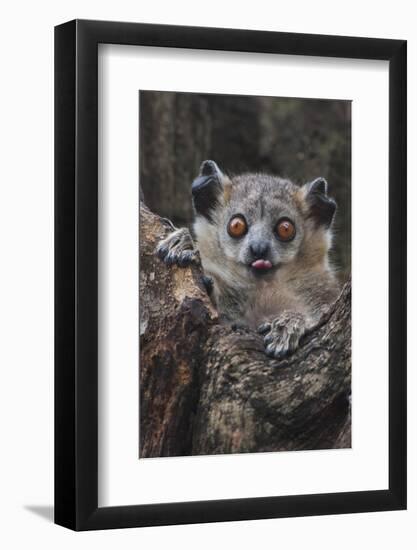 White-footed sportive lemur, Madagascar-Art Wolfe-Framed Photographic Print