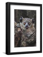 White-footed sportive lemur, Madagascar-Art Wolfe-Framed Photographic Print