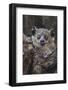 White-footed sportive lemur, Madagascar-Art Wolfe-Framed Photographic Print