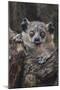 White-footed sportive lemur, Madagascar-Art Wolfe-Mounted Photographic Print