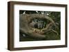 White forest crab portrait, seen through claw, Democratic Republic of Sao Tome and Principe-Luis Quinta-Framed Photographic Print