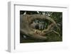 White forest crab portrait, seen through claw, Democratic Republic of Sao Tome and Principe-Luis Quinta-Framed Photographic Print