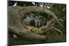 White forest crab portrait, seen through claw, Democratic Republic of Sao Tome and Principe-Luis Quinta-Mounted Photographic Print