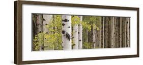 White Forest Standing-Heather Ross-Framed Giclee Print