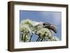 White Form Of Goldenrod Crab Spider (Misumenia Vatia) Camouflaged-Nick Upton-Framed Photographic Print