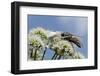 White Form Of Goldenrod Crab Spider (Misumenia Vatia) Camouflaged-Nick Upton-Framed Photographic Print