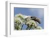 White Form Of Goldenrod Crab Spider (Misumenia Vatia) Camouflaged-Nick Upton-Framed Photographic Print