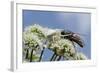 White Form Of Goldenrod Crab Spider (Misumenia Vatia) Camouflaged-Nick Upton-Framed Photographic Print