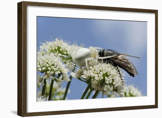 White Form Of Goldenrod Crab Spider (Misumenia Vatia) Camouflaged-Nick Upton-Framed Photographic Print