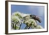 White Form Of Goldenrod Crab Spider (Misumenia Vatia) Camouflaged-Nick Upton-Framed Photographic Print