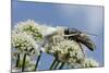 White Form Of Goldenrod Crab Spider (Misumenia Vatia) Camouflaged-Nick Upton-Mounted Photographic Print