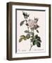 White Four-Seasons Rose-Pierre Joseph Redoute-Framed Giclee Print