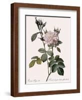 White Four-Seasons Rose-Pierre Joseph Redoute-Framed Giclee Print