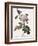 White Four-Seasons Rose-Pierre Joseph Redoute-Framed Giclee Print