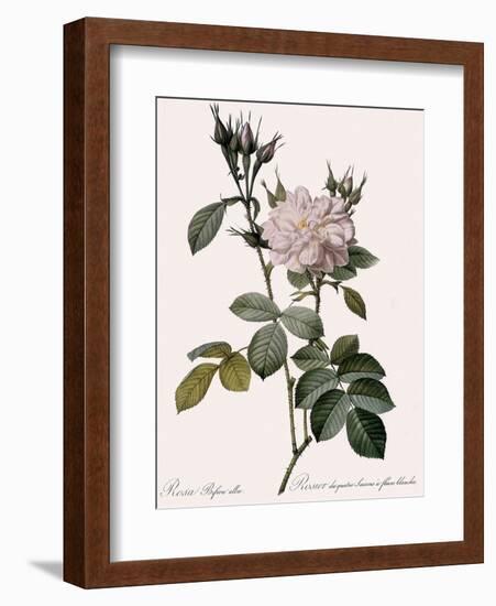 White Four-Seasons Rose-Pierre Joseph Redoute-Framed Giclee Print