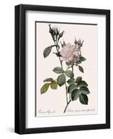 White Four-Seasons Rose-Pierre Joseph Redoute-Framed Giclee Print