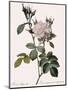 White Four-Seasons Rose-Pierre Joseph Redoute-Mounted Giclee Print