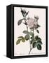 White Four-Seasons Rose-Pierre Joseph Redoute-Framed Stretched Canvas