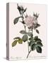 White Four-Seasons Rose-Pierre Joseph Redoute-Stretched Canvas