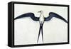 White: Frigate Bird-John White-Framed Stretched Canvas