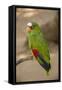 White Fronted Amazon Parrot, Roatan Butterfly Garden, Tropical Bird, Honduras-Jim Engelbrecht-Framed Stretched Canvas