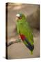 White Fronted Amazon Parrot, Roatan Butterfly Garden, Tropical Bird, Honduras-Jim Engelbrecht-Stretched Canvas