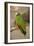 White Fronted Amazon Parrot, Roatan Butterfly Garden, Tropical Bird, Honduras-Jim Engelbrecht-Framed Photographic Print