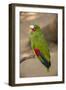 White Fronted Amazon Parrot, Roatan Butterfly Garden, Tropical Bird, Honduras-Jim Engelbrecht-Framed Photographic Print