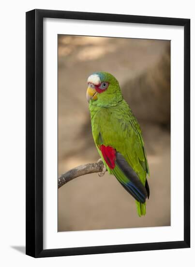 White Fronted Amazon Parrot, Roatan Butterfly Garden, Tropical Bird, Honduras-Jim Engelbrecht-Framed Photographic Print