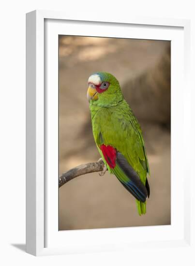 White Fronted Amazon Parrot, Roatan Butterfly Garden, Tropical Bird, Honduras-Jim Engelbrecht-Framed Photographic Print