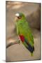 White Fronted Amazon Parrot, Roatan Butterfly Garden, Tropical Bird, Honduras-Jim Engelbrecht-Mounted Photographic Print