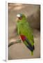 White Fronted Amazon Parrot, Roatan Butterfly Garden, Tropical Bird, Honduras-Jim Engelbrecht-Framed Photographic Print