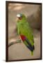 White Fronted Amazon Parrot, Roatan Butterfly Garden, Tropical Bird, Honduras-Jim Engelbrecht-Framed Photographic Print