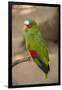 White Fronted Amazon Parrot, Roatan Butterfly Garden, Tropical Bird, Honduras-Jim Engelbrecht-Framed Photographic Print