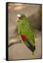 White Fronted Amazon Parrot, Roatan Butterfly Garden, Tropical Bird, Honduras-Jim Engelbrecht-Framed Stretched Canvas